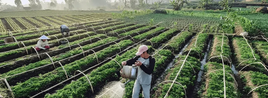 Ilustrasi Menyiram Tanaman pada Lahan Pertanian