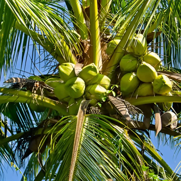steptodown.com610395 Buah Kelapa