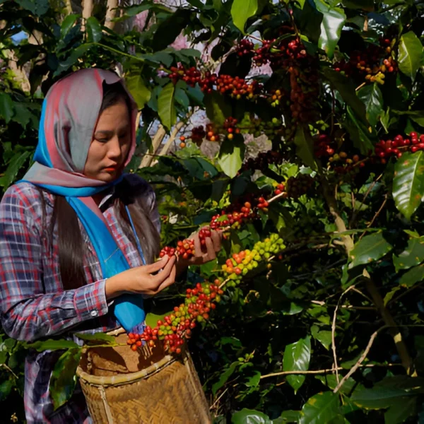 Petani Indonesia (3) Petani Indonesia (3)