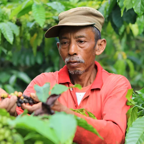 Petani Indonesia Petani Indonesia